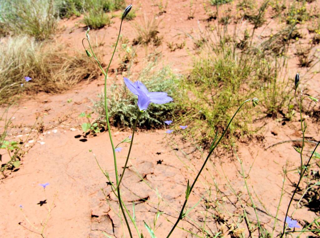 Australian Bluebell (Wahlenbergia gracilis), Tanami Road