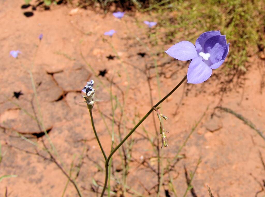 Australian Bluebell (Wahlenbergia gracilis), Tanami Road