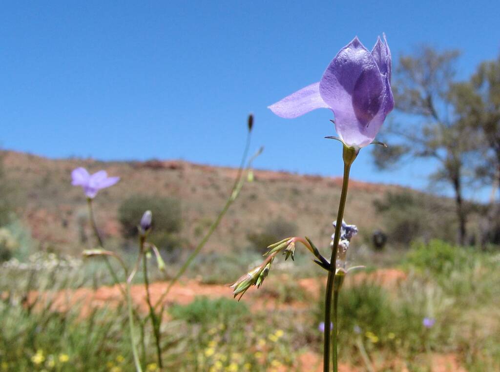 Australian Bluebell (Wahlenbergia gracilis), Tanami Road