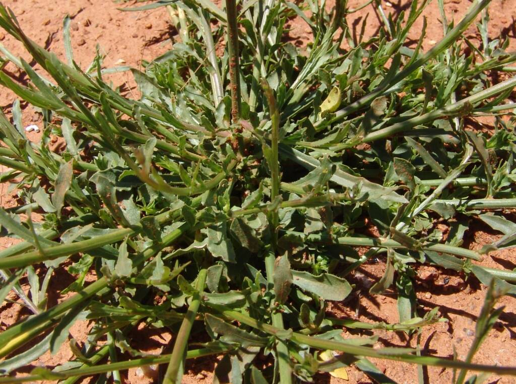 Australian Bluebell (Wahlenbergia gracilis), Tanami Road