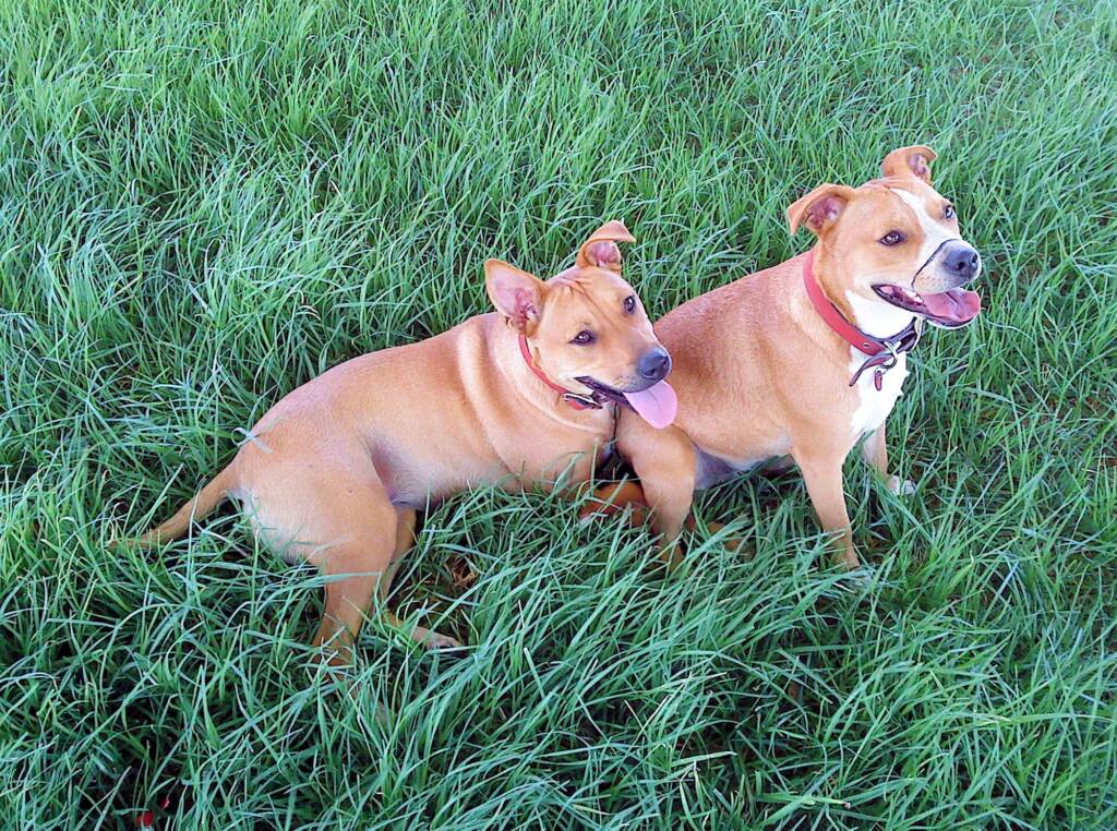 We love grass... and a day out with our owners