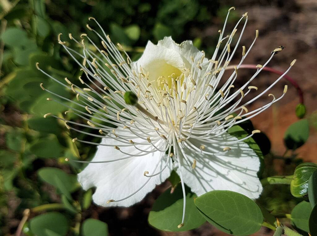 Wild Passionfruit (Capparis spinosa var. nummularia)