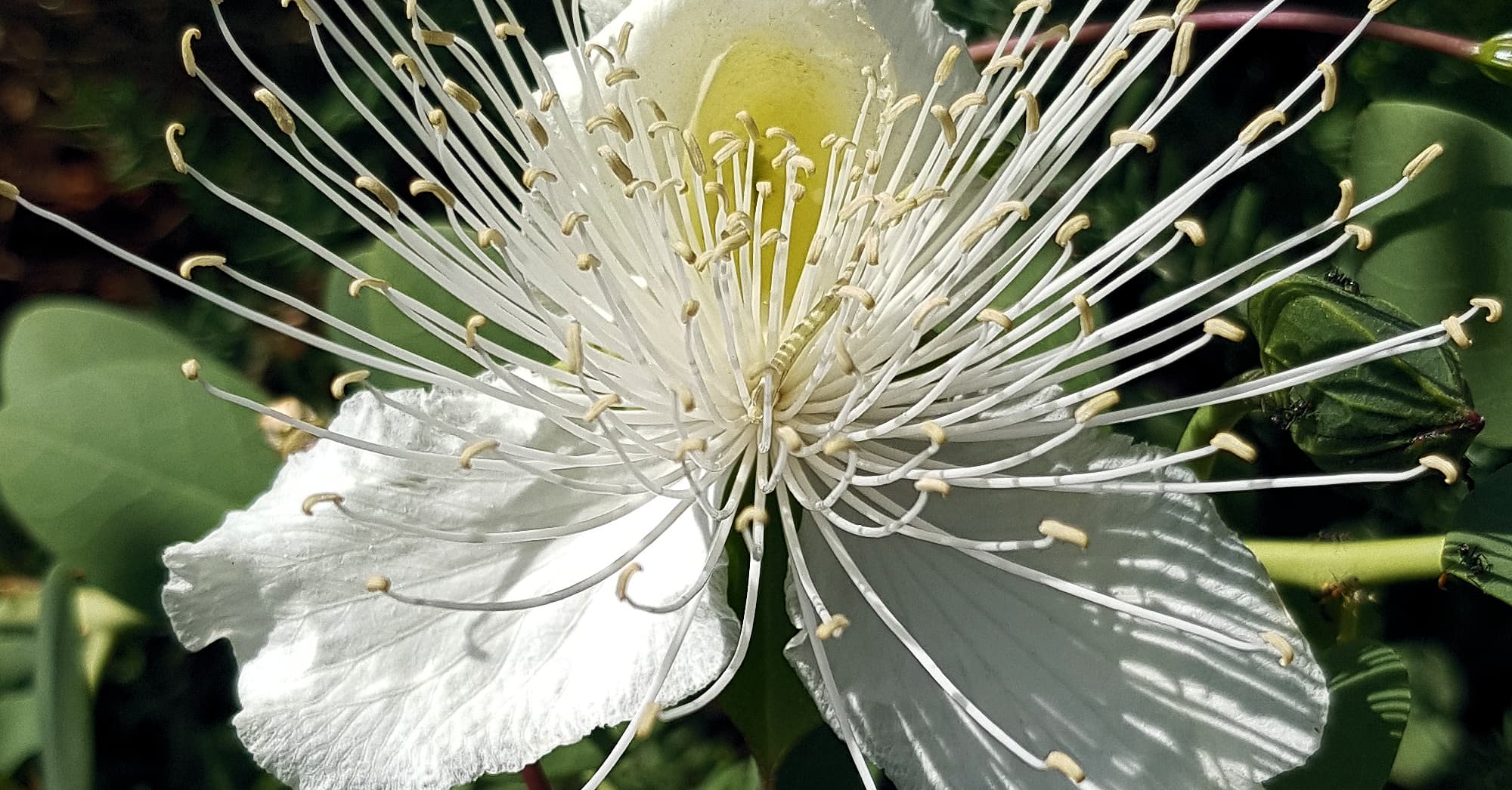 Wild Passionfruit (Capparis spinosa var. nummularia)