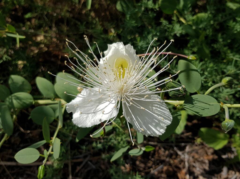 Wild Passionfruit (Capparis spinosa var. nummularia)