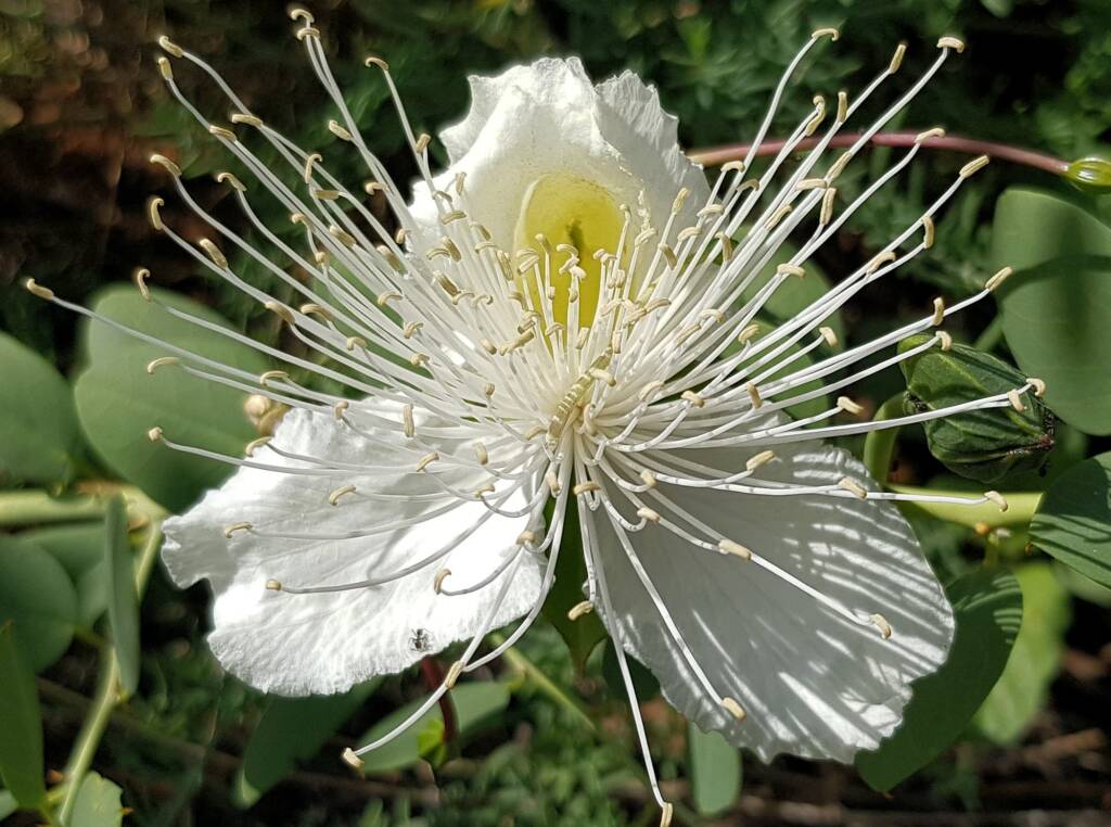 Wild Passionfruit (Capparis spinosa var. nummularia)