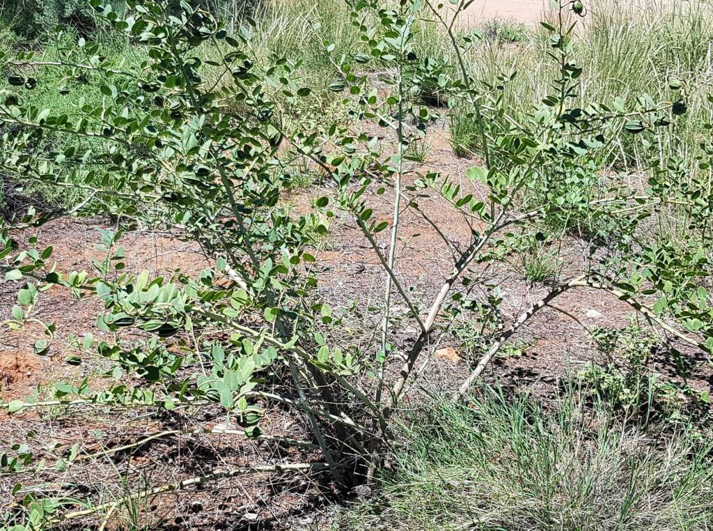 Wild Passionfruit (Capparis spinosa var. nummularia)