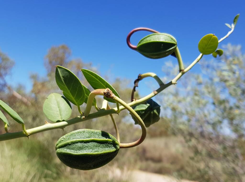 Wild Passionfruit (Capparis spinosa var. nummularia)