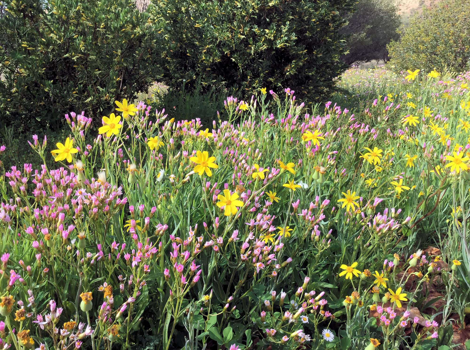 Wildflowers display at the Alice Springs Desert Park