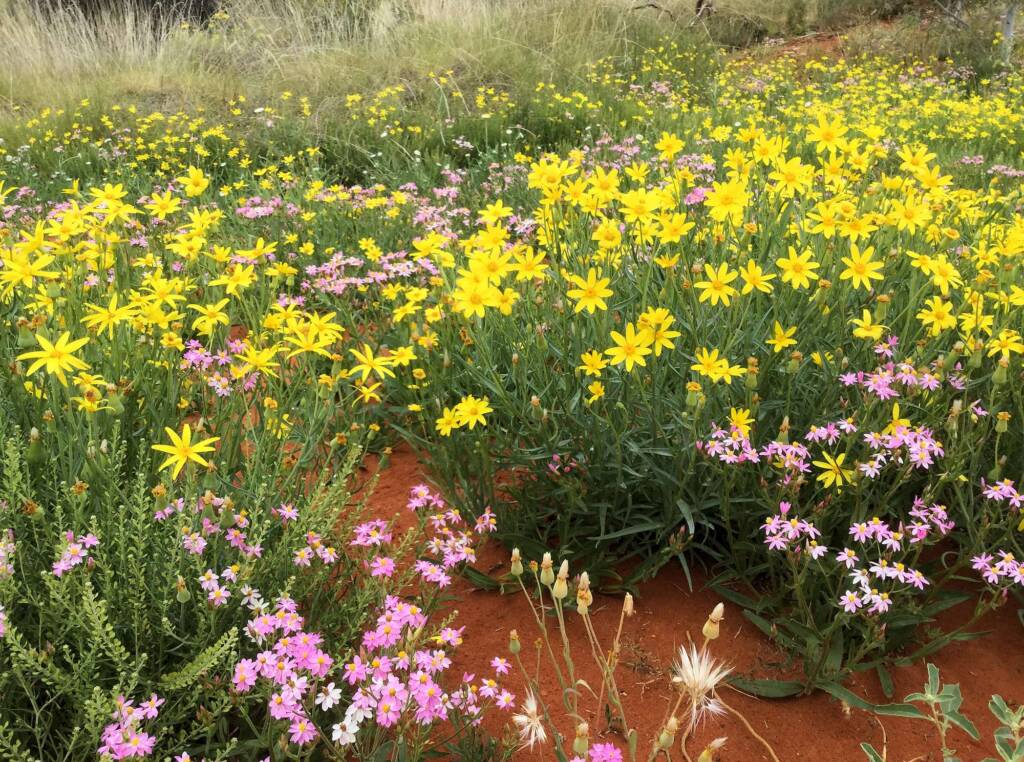 Wildflowers display at the Alice Springs Desert Park