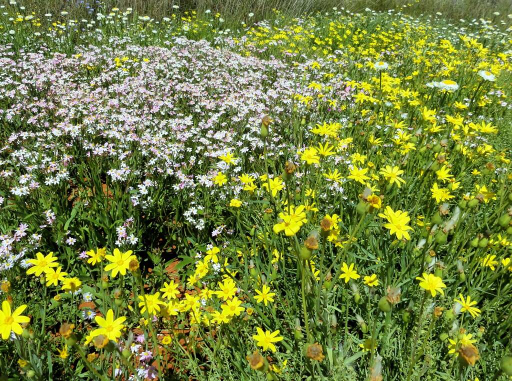 Wildflowers display at the Alice Springs Desert Park