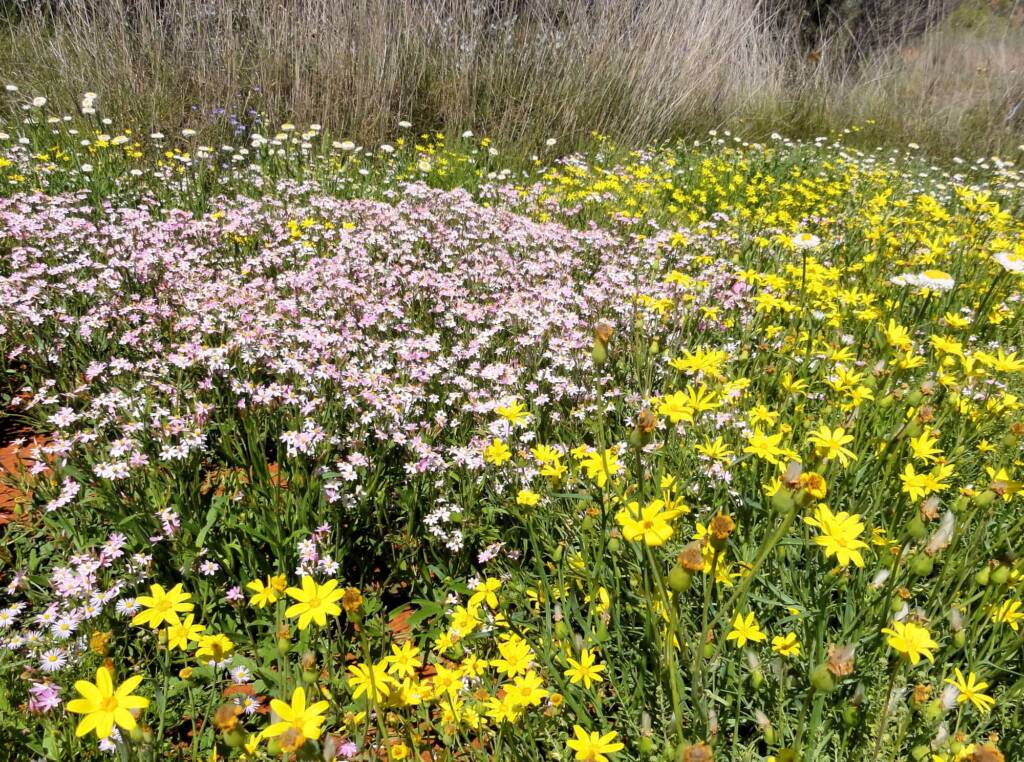 Wildflowers display at the Alice Springs Desert Park