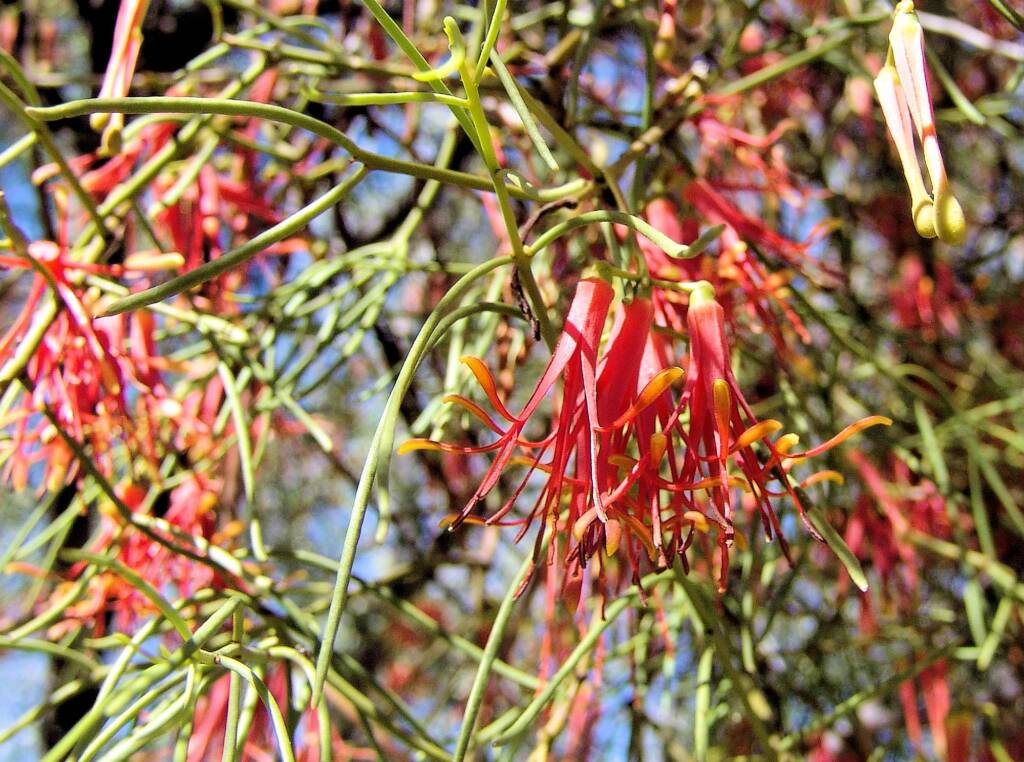 Wire-Leaf Mistletoe (Amyema preissii)