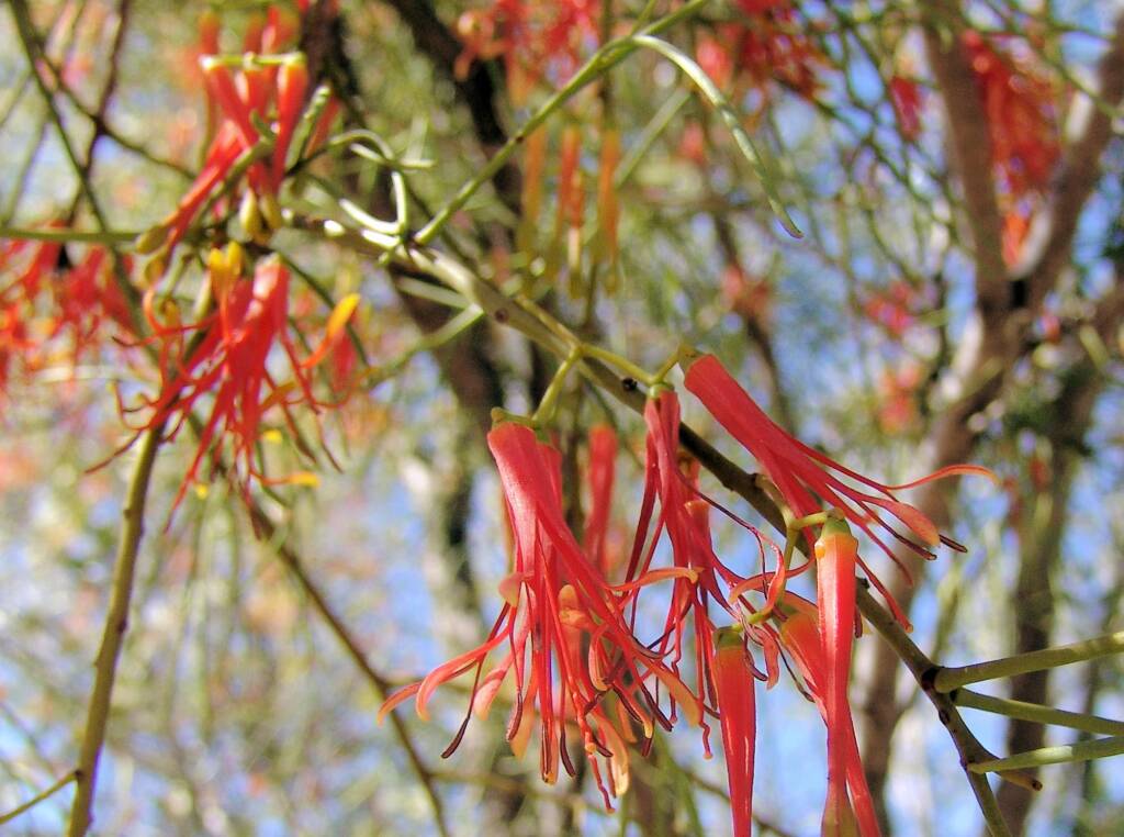 Wire-Leaf Mistletoe (Amyema preissii)