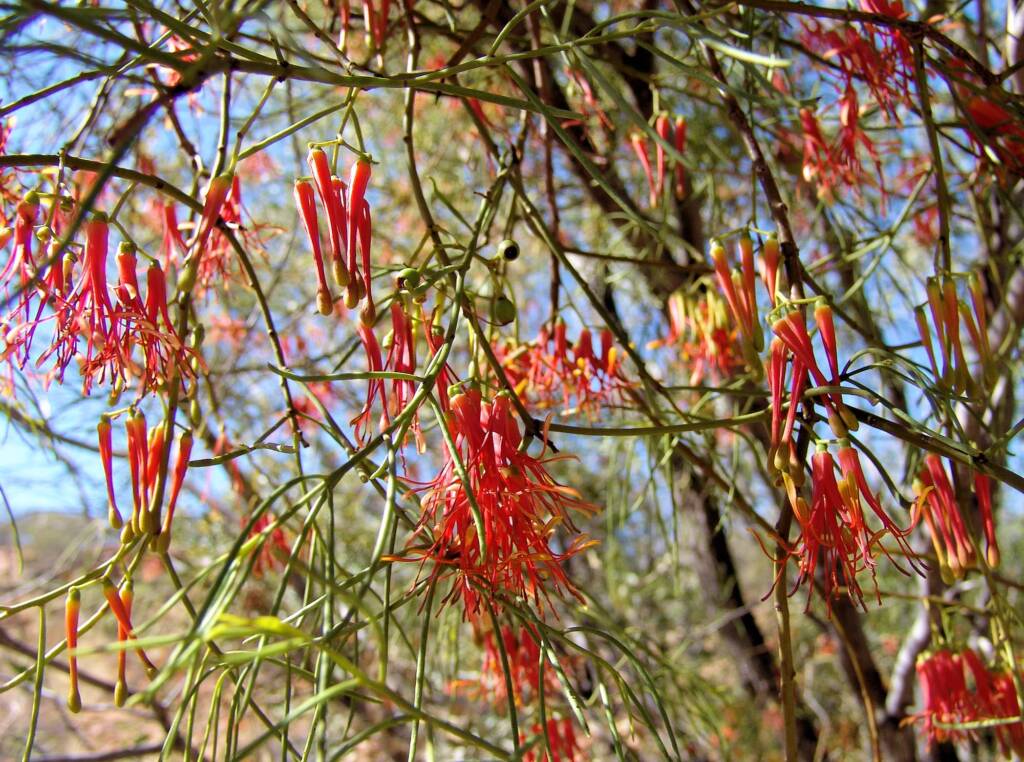 Wire-Leaf Mistletoe (Amyema preissii)