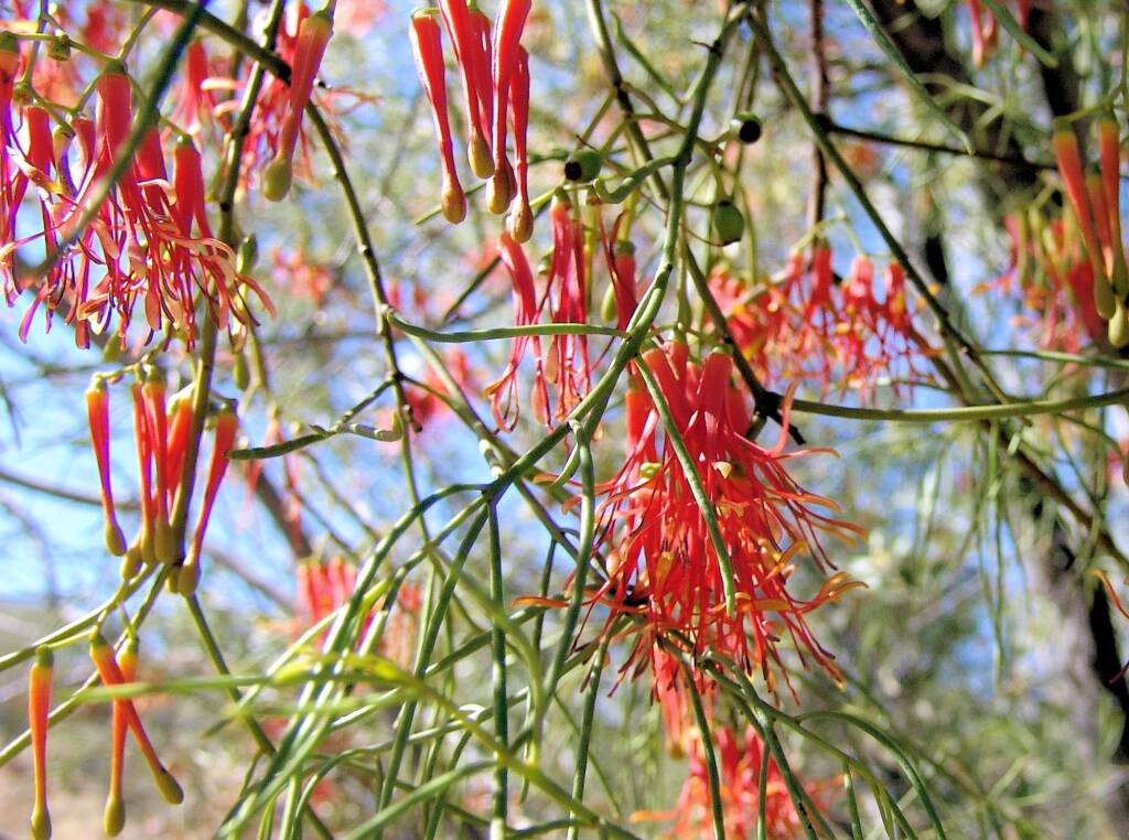 Wire-Leaf Mistletoe (Amyema preissii)