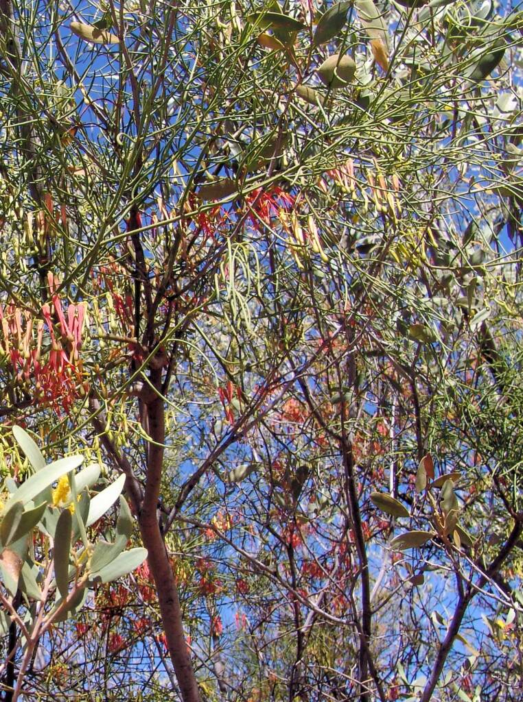 Wire-Leaf Mistletoe (Amyema preissii)