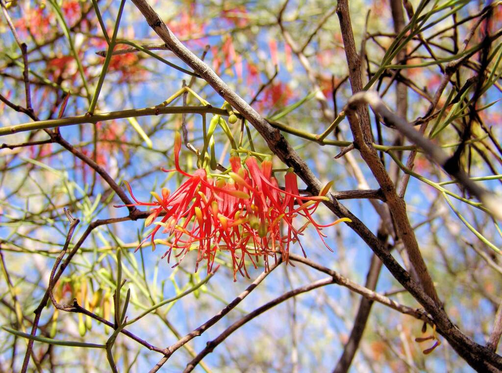 Wire-Leaf Mistletoe (Amyema preissii)