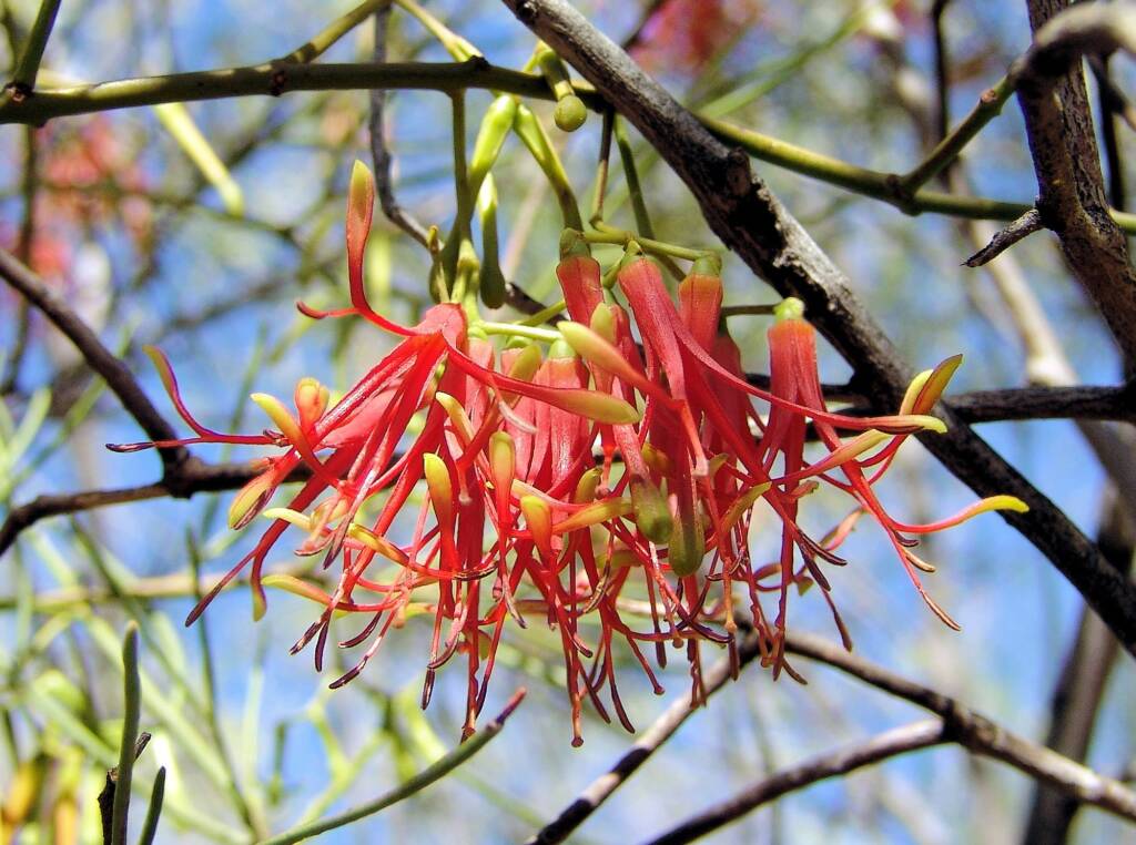 Wire-Leaf Mistletoe (Amyema preissii)