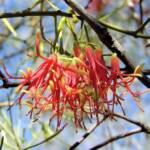 Wire-Leaf Mistletoe (Amyema preissii)