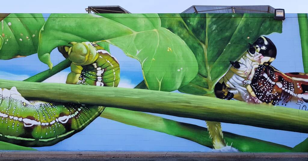 Life Cycle of the Yeperenye Caterpillar - artist Jimmy DVATE