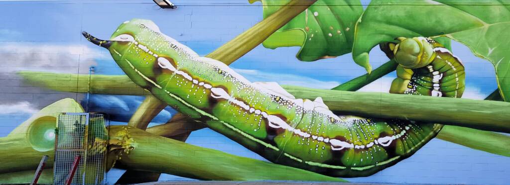 Life Cycle of the Yeperenye Caterpillar - artist Jimmy DVATE