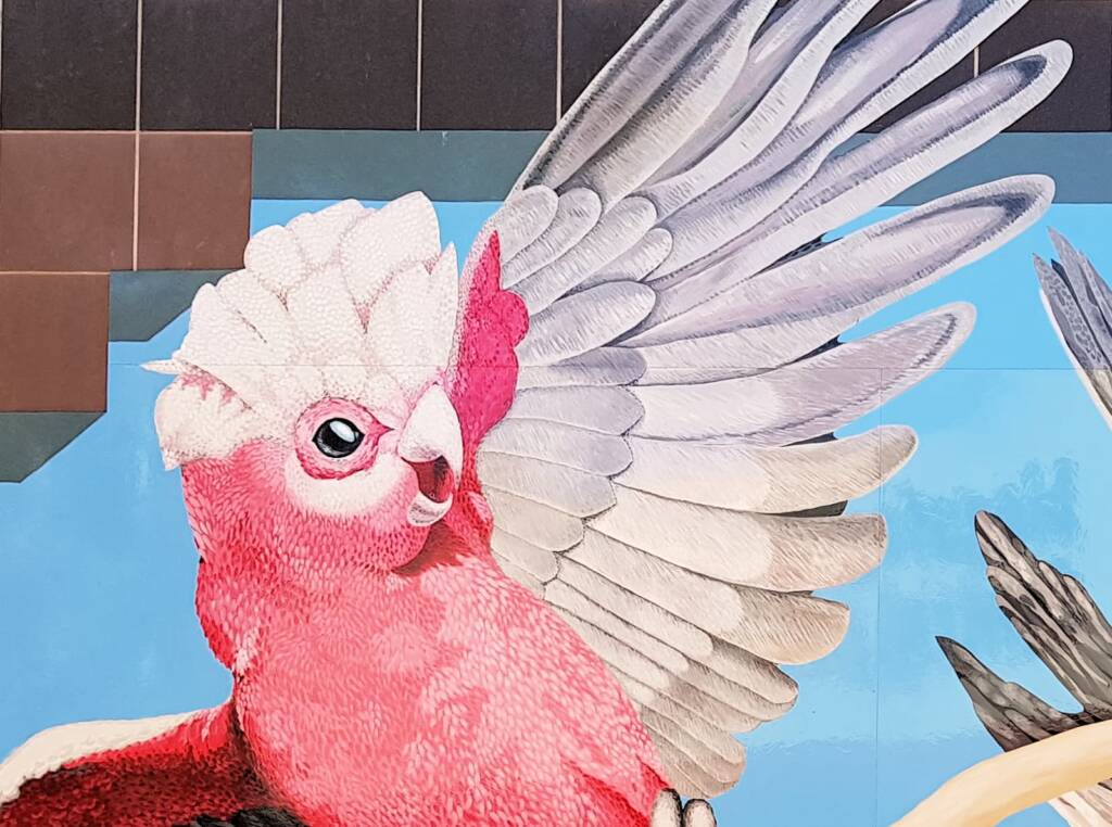 Galahs - Artist Alison Hittmann