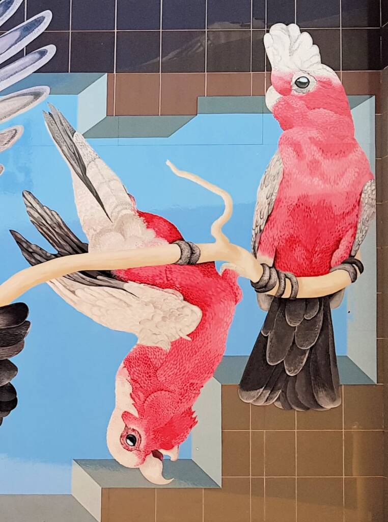 Galahs - Artist Alison Hittmann
