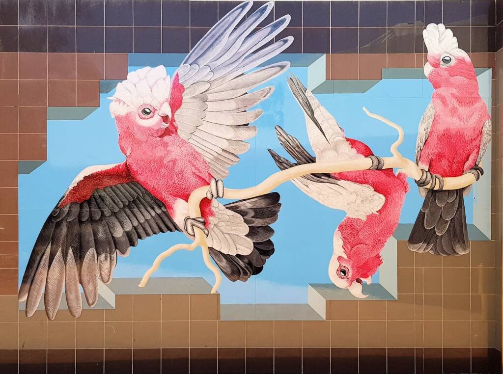 Galahs - Artist Alison Hittmann