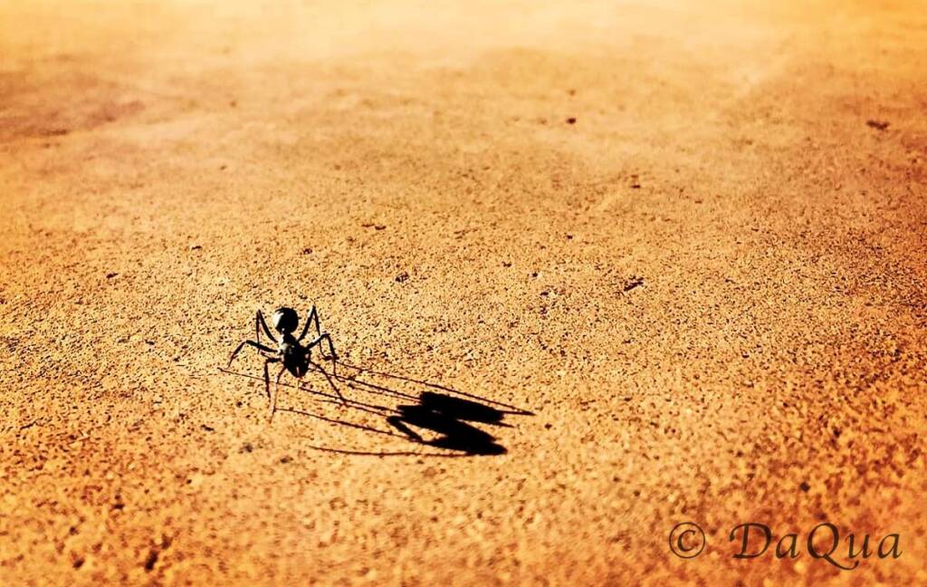 ...have you seen the size of those ants!