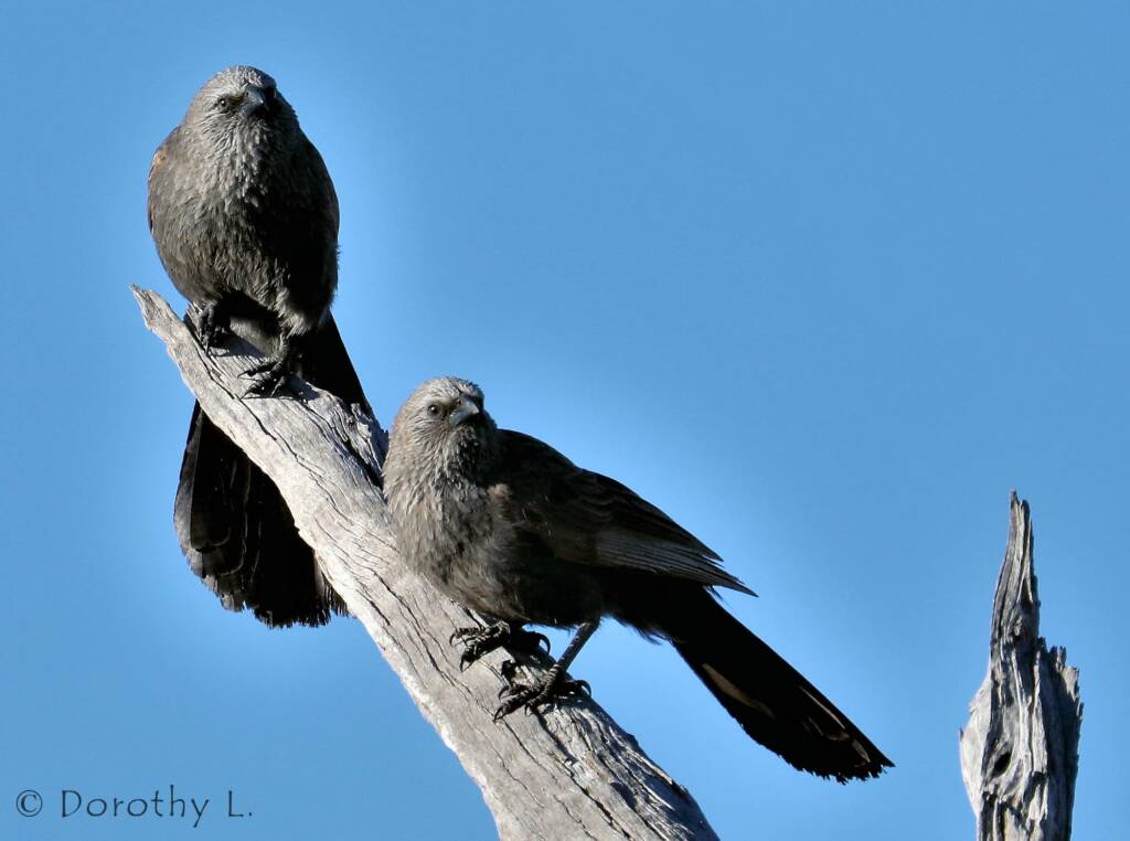 Apostlebird (Struthidea cinerea)
