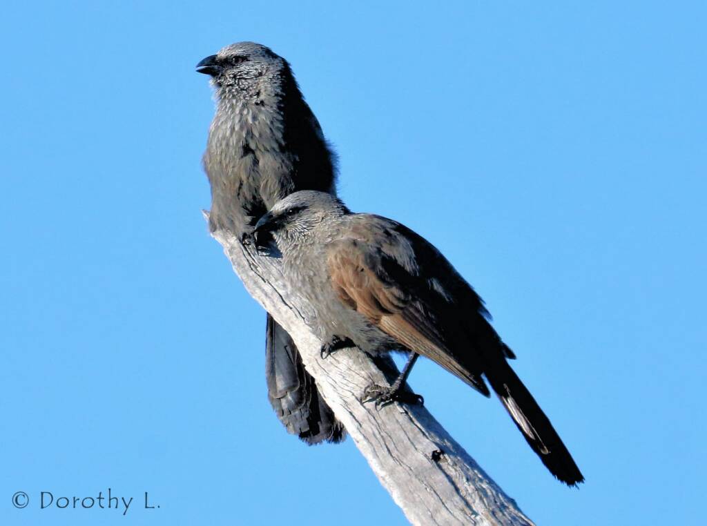 Apostlebird (Struthidea cinerea)