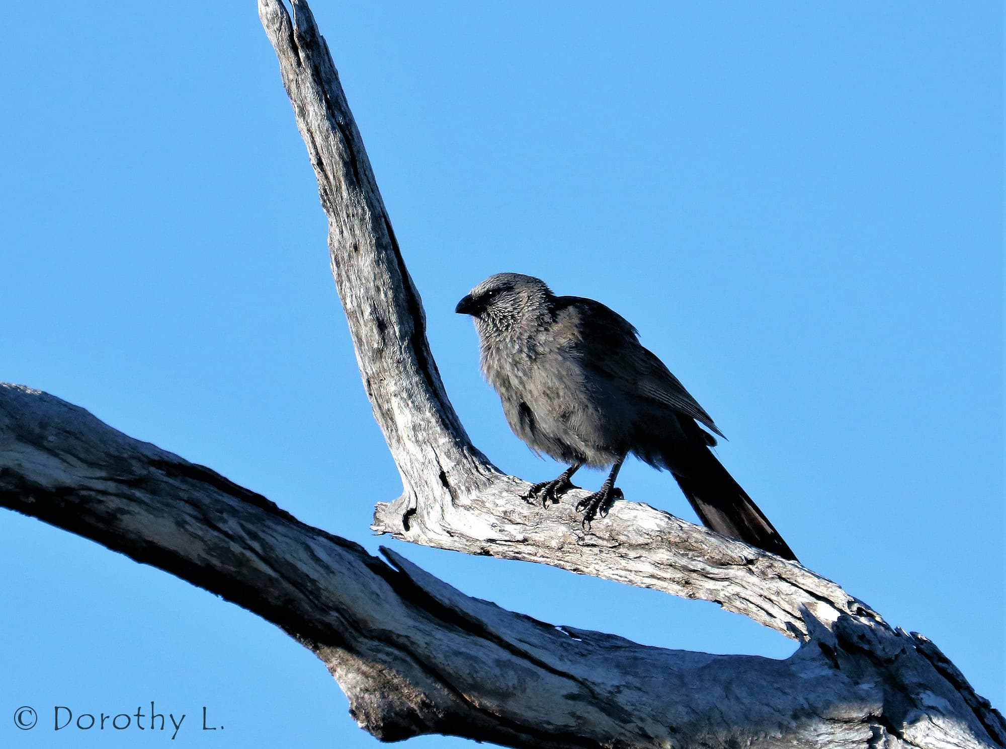 Apostlebird (Struthidea cinerea)