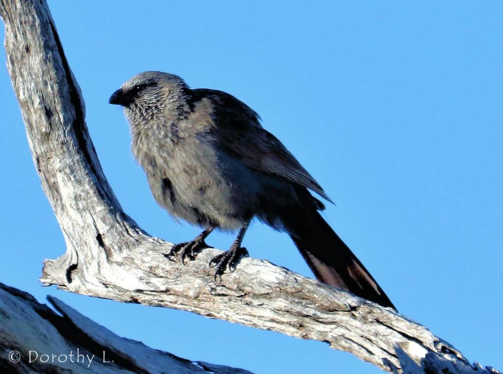Apostlebird (Struthidea cinerea)