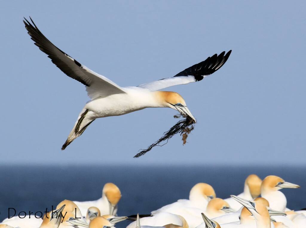 Australasian Gannet (Morus serrator)
