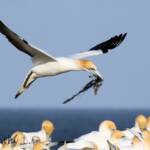 Australasian Gannet (Morus serrator)