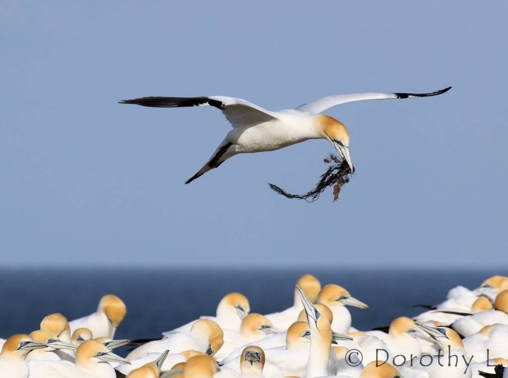 Australasian Gannet (Morus serrator)