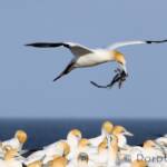 Australasian Gannet (Morus serrator)