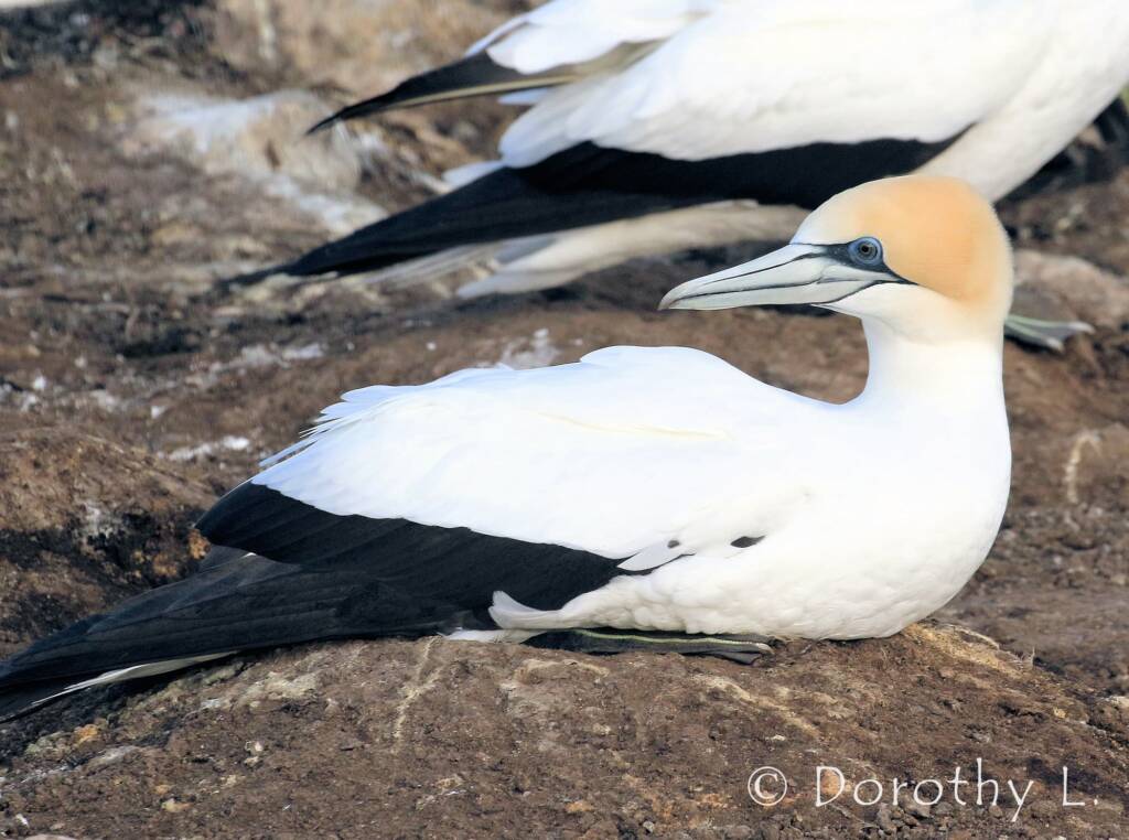 Australasian Gannet (Morus serrator)