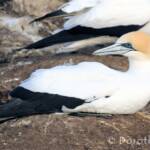 Australasian Gannet (Morus serrator)