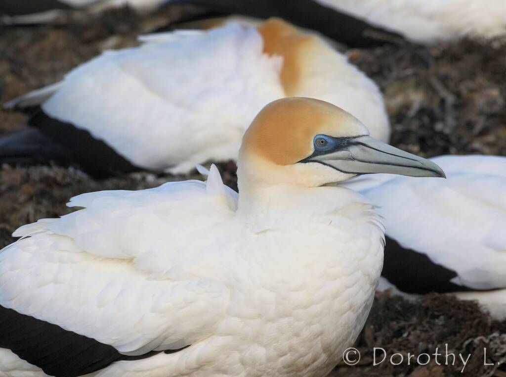 Australasian Gannet (Morus serrator)