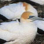 Australasian Gannet (Morus serrator)