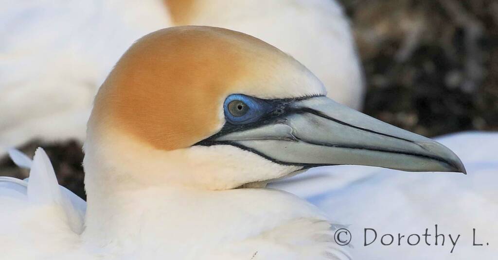 Australasian Gannet (Morus serrator)