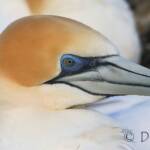 Australasian Gannet (Morus serrator)