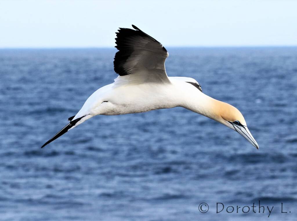 Australasian Gannet (Morus serrator)