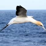 Australasian Gannet (Morus serrator)