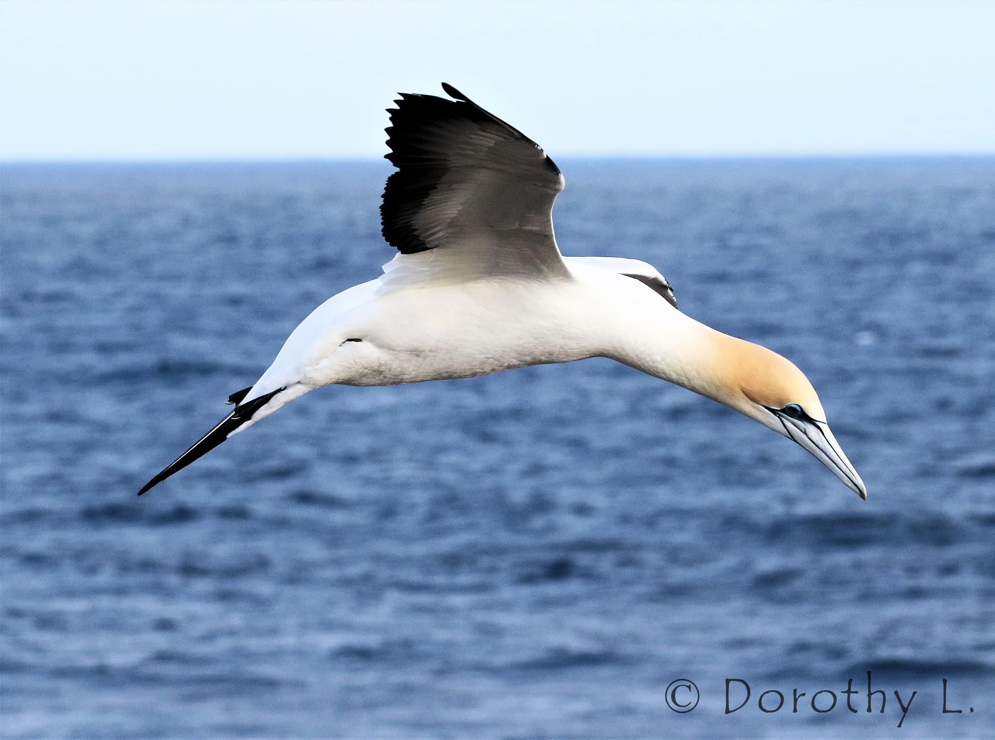 Australasian Gannet (Morus serrator)