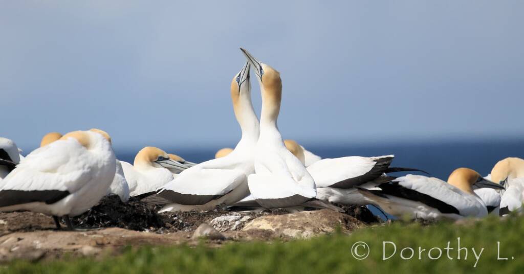 Australasian Gannet (Morus serrator)