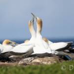 Australasian Gannet (Morus serrator)