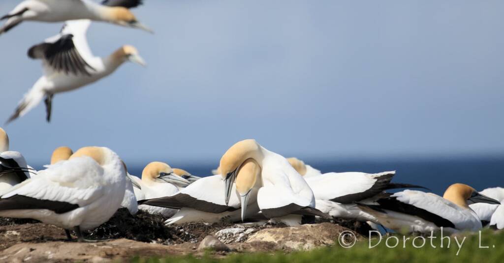 Australasian Gannet (Morus serrator)
