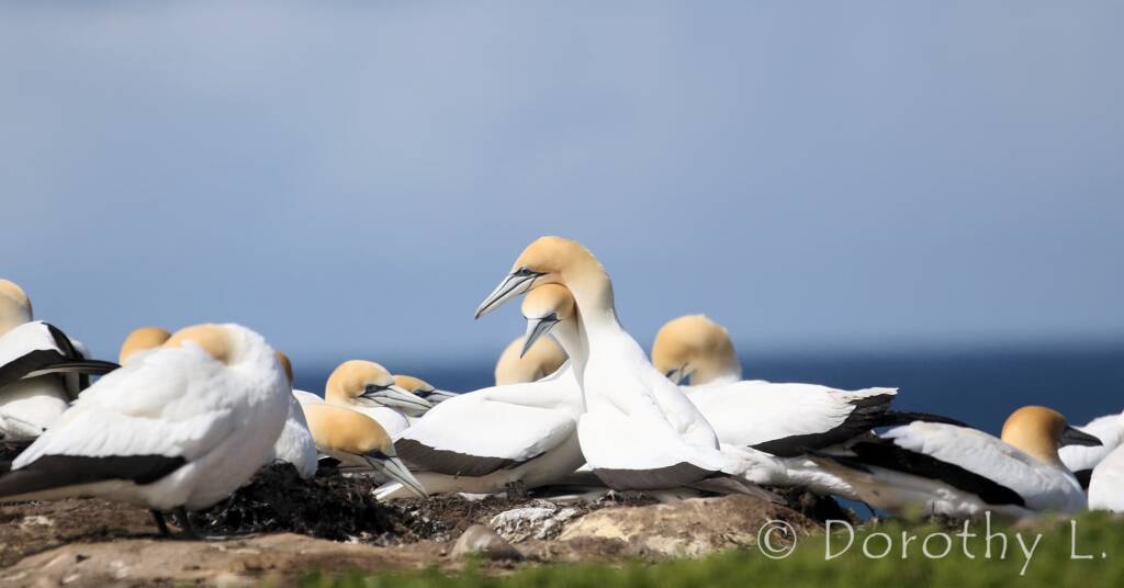 Australasian Gannet (Morus serrator)